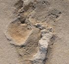 Oldest Footprints Of Pre-Humans Discovered In Crete