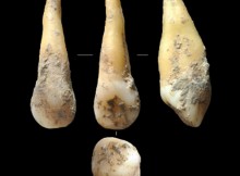 Cova Bonica cave analyzed teeth