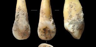 Cova Bonica cave analyzed teeth