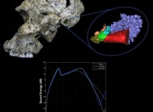 Lateral view of the Paranthropus robustus skull SK 46 from the site of Swartkrans, South Africa showing the 3D virtual reconstruction of the ear and the hearing results for the early hominins. Credit: Rolf Quam