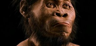 Homo naledi a new species