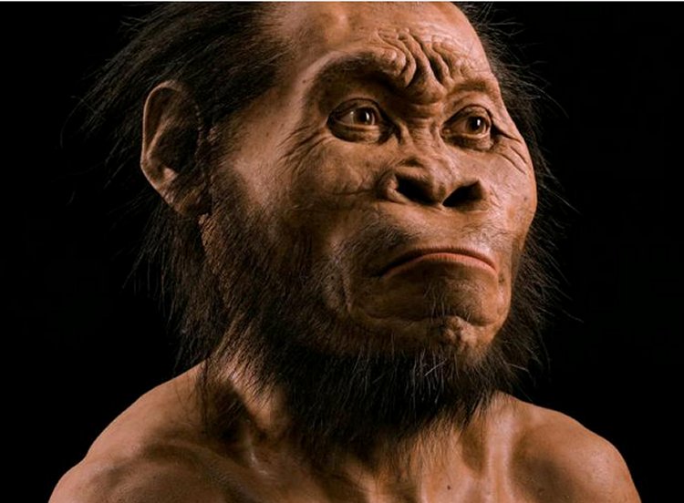 Homo naledi a new species