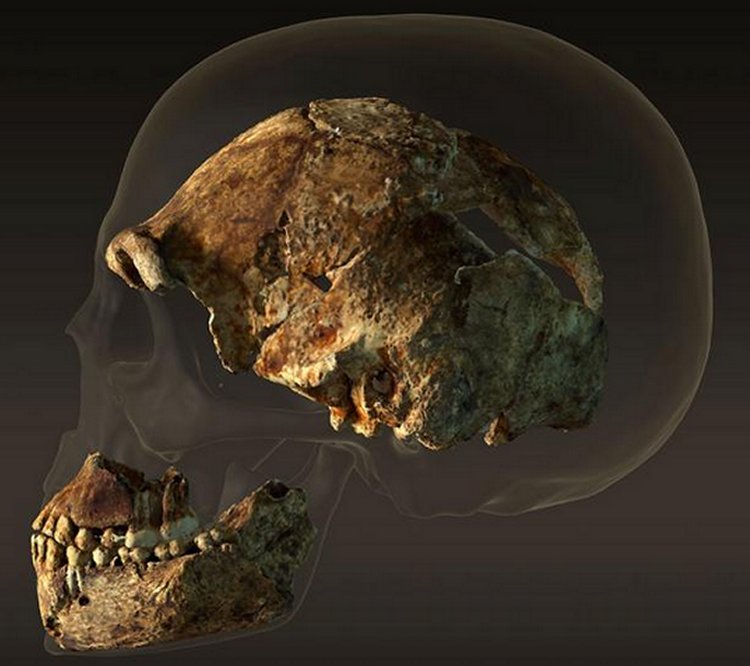 Homo naledi a new species found In South Africa