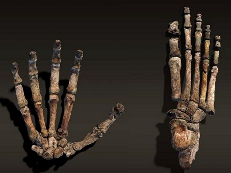 Homo naledi a new species discovered In South Africa