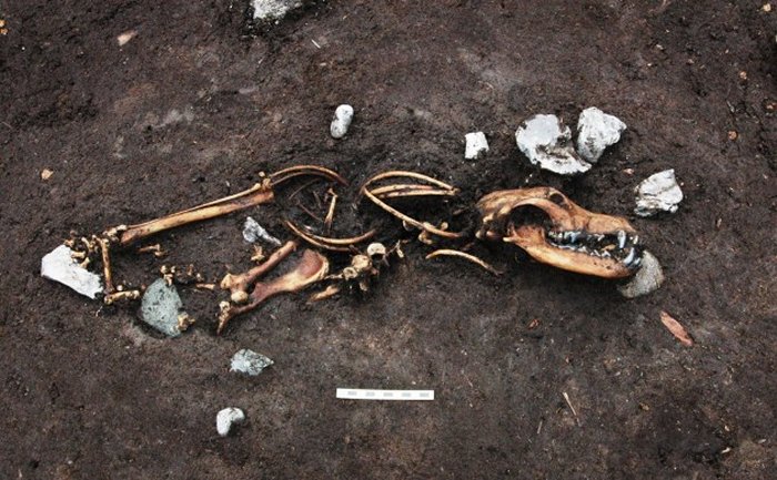 One of the dog remains found in the bog near Skødstrup (photo: Moesgaard Museum)