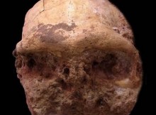 The fossilized skull of Homo erectus discovered at the site of the grotto of Hualong, in the district of Dongzhi, in the Chinese province of Anhui [Credit: Xinhua]