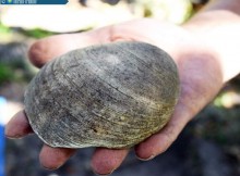 A shell that archaeologists say could be a quahog anvil chopper, according to Sarasota County Archaeologist Steve Koski. STAFF PHOTO / CARLOS R. MUNOZ