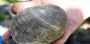 A shell that archaeologists say could be a quahog anvil chopper, according to Sarasota County Archaeologist Steve Koski. STAFF PHOTO / CARLOS R. MUNOZ