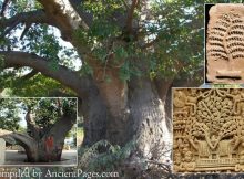 Kalpa Tree 'Kalpavriksha': The Sacred Wishing Tree Has Been Object Of Adornment And Worship Since Ancient Times