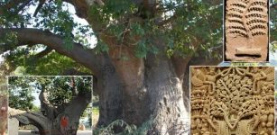 Kalpa Tree 'Kalpavriksha': The Sacred Wishing Tree Has Been Object Of Adornment And Worship Since Ancient Times