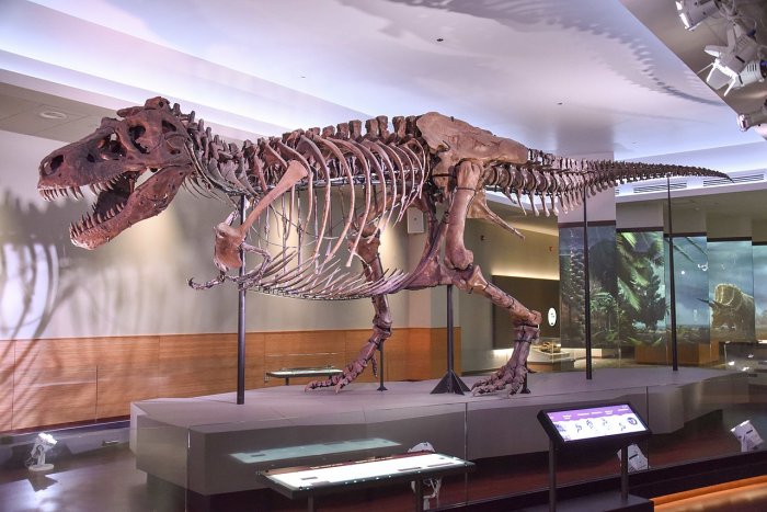 On This Day In History: ‘Sue’ Largest Tyrannosaurus Rex Skeleton Discovered In South Dakota – On August 12, 1990
