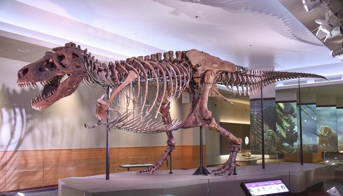 On This Day In History: ‘Sue’ Largest Tyrannosaurus Rex Skeleton Discovered In South Dakota – On August 12, 1990