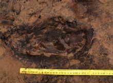 The ancient footprints found at Port Eynon on the Gower peninsula (Photo: Cardiff University/PA Wire