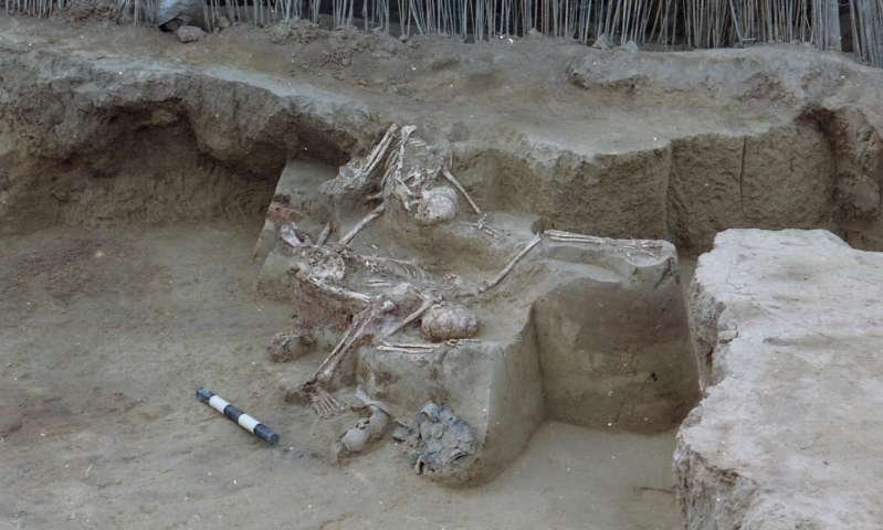 A view of the skeletons in cave F10 from another direction at Lajia site. Credit: Cai Linhai