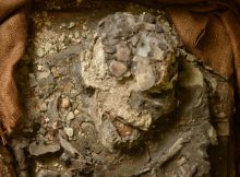 Close-up of the "Noah "skull. The teeth are well preserved.