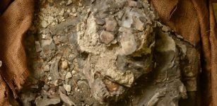 Close-up of the "Noah "skull. The teeth are well preserved.