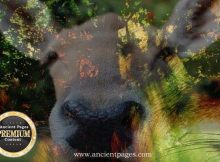 The Legend Of Little Deer—Interesting Cherokee Tale Of How Disease And Medicine Began, And Why The Native Americans Respect All Life