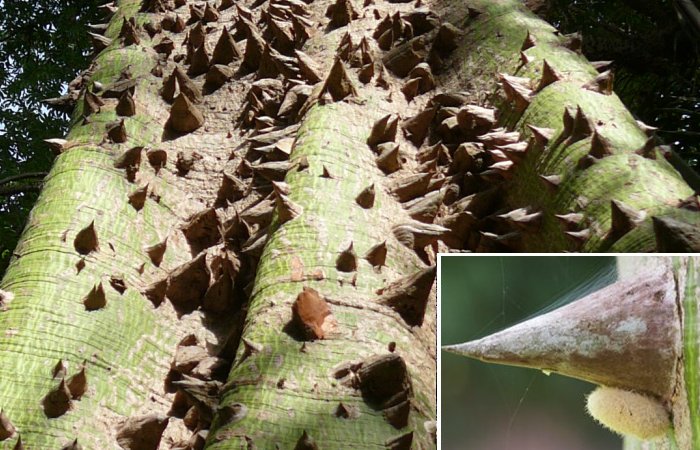 Ceiba Tree: Sacred Tree Of Life Of Maya People And Universal Concept In Ancient Beliefs