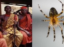 anansi spider