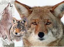 Coyote Myths Of Native Americans
