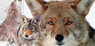 Coyote Myths Of Native Americans