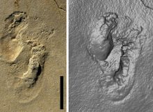 Controversial Discovery Of 5.7- Million-Year-Old Footprints On Crete Could Re-Write History Of Human Evolution