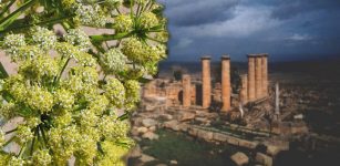 Silphium - Remarkable Ancient Herb That Mysteriously Vanished