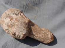 Ancient Wooden Sculpture Of Queen Ankhesenpepi II Discovered At Saqqara, Egypt