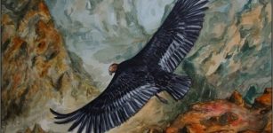 The Condor is also an important Native American symbol. Image credit: White Wolf Pack