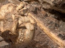 The fossil was given the nickname of “Little Foot” . Image credi: University of the Witwatersrand