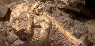 The fossil was given the nickname of “Little Foot” . Image credi: University of the Witwatersrand