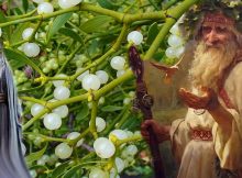 Mistletoe – Sacred Celtic Plant With Magical Properties