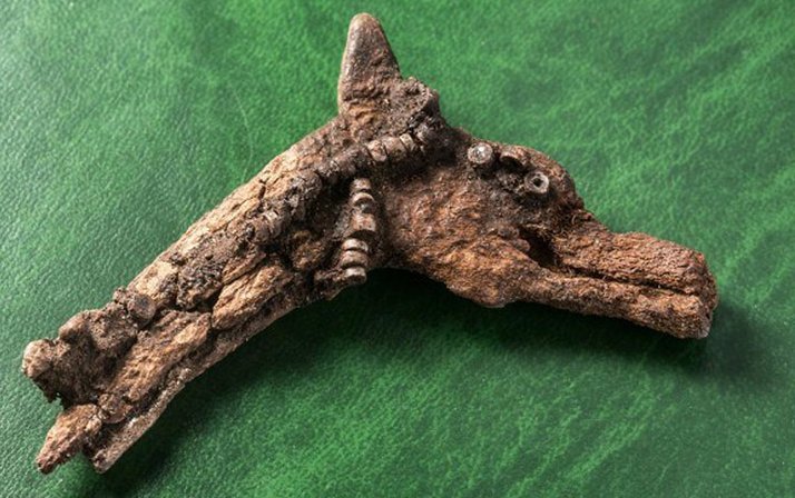 The toy animal head is made from antler or horn. Picture: IIMK RAS