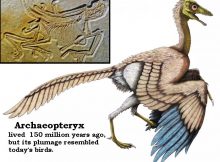 Archaeopteryx bird