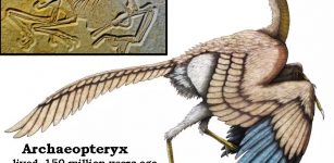 Archaeopteryx bird