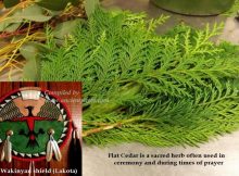Cedar - Sacred Tree With Medicine Power In Native American Beliefs