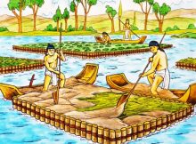 Chinampas were artificial islands created by the Aztecs to improve agriculture.