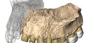 Reconstruced maxilla from microCT images. Credit: Gerhard Weber, University of Vienna, Austria.