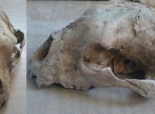 Remains Of A Giant Bear From The Late Pleistocene Found In Buenos Aires