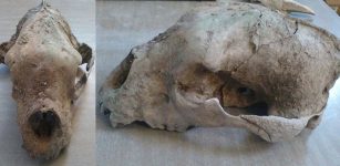 Remains Of A Giant Bear From The Late Pleistocene Found In Buenos Aires