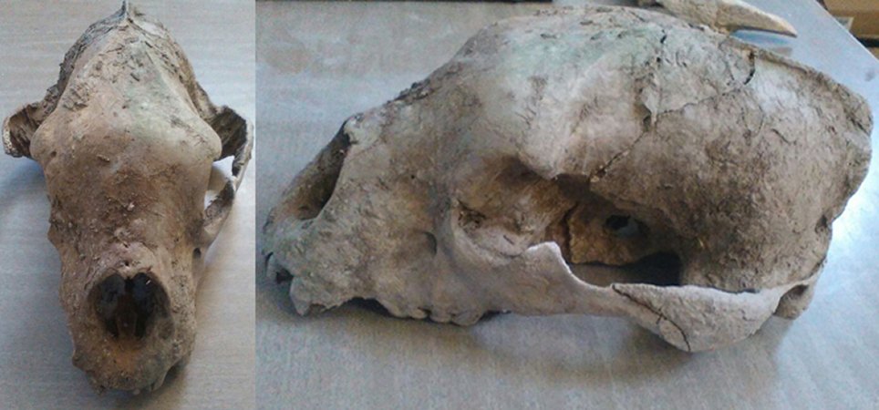Remains Of A Giant Bear From The Late Pleistocene Found In Buenos Aires