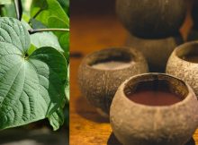 Kava - Astonishing Plant That Improves Emotional Intelligence Has Been Used Over 3,000 Years In The South Pacific Is Gaining Popularity In The Western World