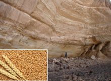 10,000-Year-Old Seeds - First-Known Evidence Of Farming In Sahara