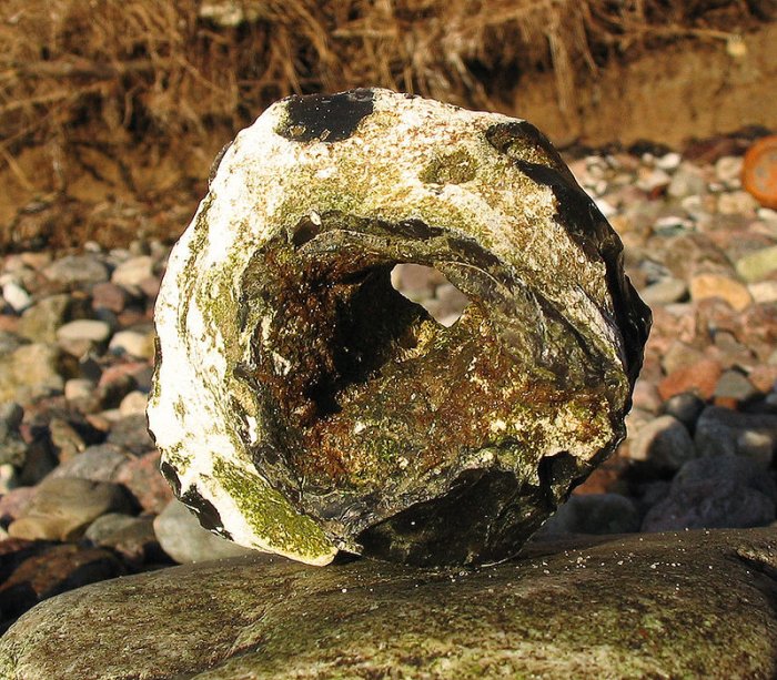 Magical Adder Stone And Its Immense Power