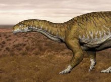 Oldest Giant Dinosaur Species Discovered In Argentina