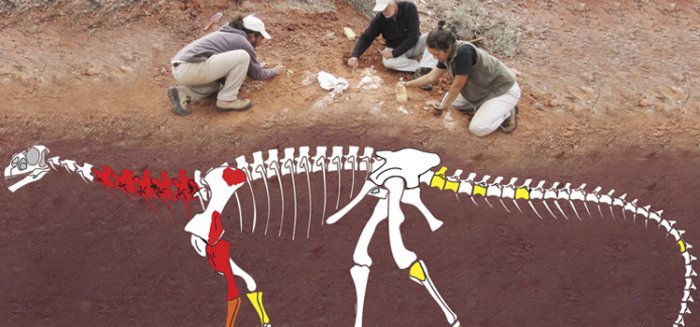 Oldest Giant Dinosaur Species Discovered In Argentina