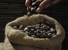 Cacao Originated 1,500 Years Earlier Than Previously Thought And Comes From South America