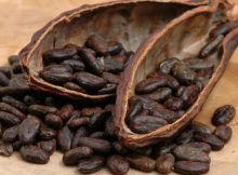 Theobroma cacao is one of the oldest species in the genus Theobroma, having evolved around 10 million years ago. At the time, the Andes were not yet fully elevated, which explains why cacao trees today occur on both sides of the Andes. Credits: tacethno