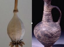 The juglet (right) resembles the shape of an inverted opium poppy seed head (left)