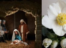 Beautiful Legend Of The Christmas Rose – A Symbol Of Love And Hope